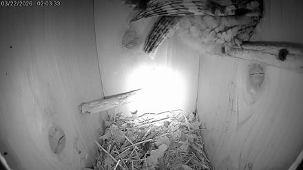 Eastern Screech Owl Live Cam - Mar 22, 2026, 11:33am CDT