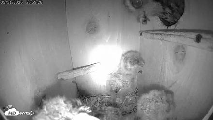 Eastern Screech Owl Live Cam - May 31, 2026, 10:08pm CDT