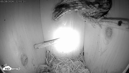 Eastern Screech Owl Live Cam - May 28, 2026, 10:28pm CDT