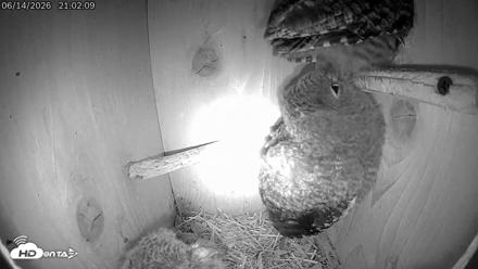 Eastern Screech Owl Live Cam - Jun 14, 2026, 11:55pm CDT