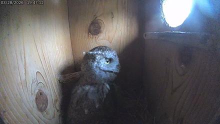 Eastern Screech Owl Live Cam - Mar 28, 2026, 8:43pm CDT