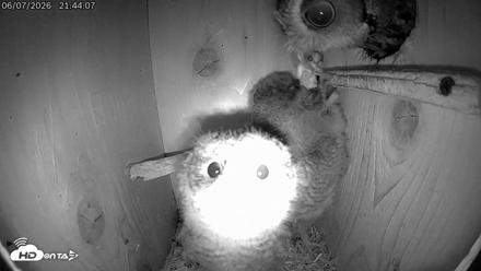 Eastern Screech Owl Live Cam - Jun 8, 2026, 12:22am CDT