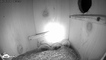 Eastern Screech Owl Live Cam - May 29, 2026, 5:10am CDT