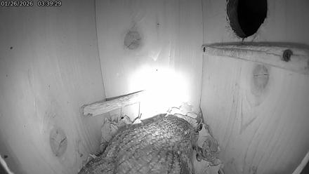 Eastern Screech Owl Live Cam - Jan 26, 2026, 12:20pm CST