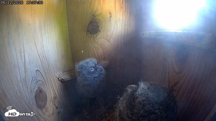 Eastern Screech Owl Live Cam - Jun 12, 2026, 6:14pm CDT