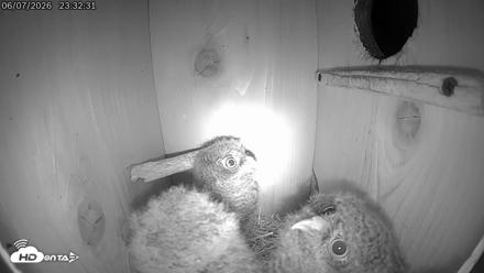 Eastern Screech Owl Live Cam - Jun 8, 2026, 12:58am CDT