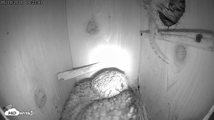 Eastern Screech Owl Live Cam - May 19, 2026, 9:49am CDT