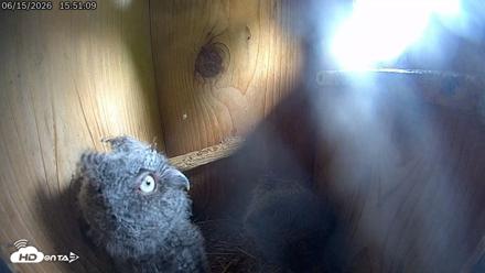 Eastern Screech Owl Live Cam - Jun 15, 2026, 6:02pm CDT
