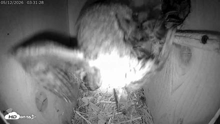 Eastern Screech Owl Live Cam - May 12, 2026, 8:58am CDT