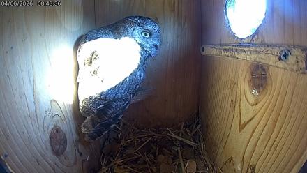 Eastern Screech Owl Live Cam - Apr 6, 2026, 8:48am CDT