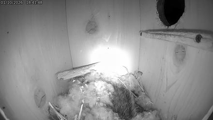 Eastern Screech Owl Live Cam - Jan 10, 2026, 6:42pm CST