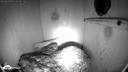 Eastern Screech Owl Live Cam - May 16, 2026, 4:09am CDT