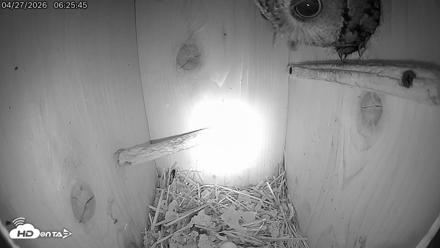 Eastern Screech Owl Live Cam - Apr 27, 2026, 6:26am CDT