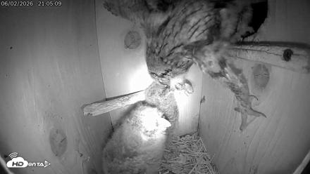 Eastern Screech Owl Live Cam - Jun 2, 2026, 11:34pm CDT