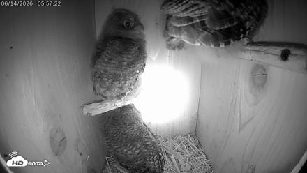 Eastern Screech Owl Live Cam - Jun 14, 2026, 8:35am CDT