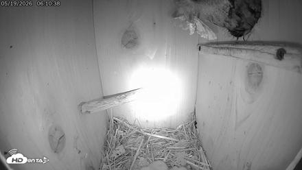 Eastern Screech Owl Live Cam - May 19, 2026, 10:07am CDT