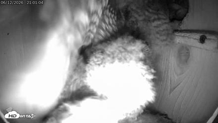 Eastern Screech Owl Live Cam - Jun 12, 2026, 9:49pm CDT