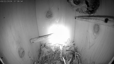 Eastern Screech Owl Live Cam - Mar 21, 2026, 8:02am CDT