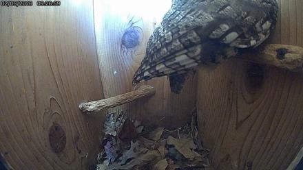 Eastern Screech Owl Live Cam - Feb 5, 2026, 3:45pm CST