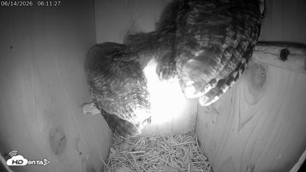Eastern Screech Owl Live Cam - Jun 14, 2026, 8:45am CDT