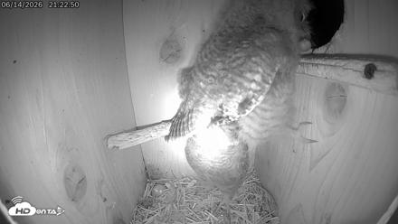 Eastern Screech Owl Live Cam - Jun 15, 2026, 12:35am CDT