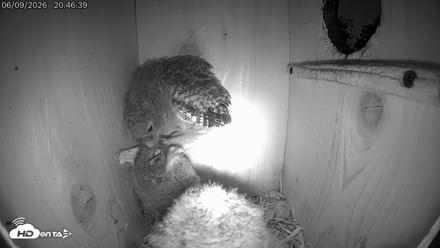 Eastern Screech Owl Live Cam - Jun 9, 2026, 11:23pm CDT
