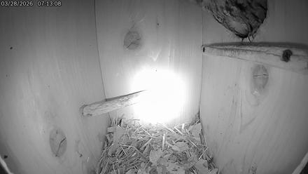 Eastern Screech Owl Live Cam - Mar 28, 2026, 7:33am CDT