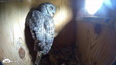 Eastern Screech Owl Live Cam - Apr 11, 2026, 11:48am CDT