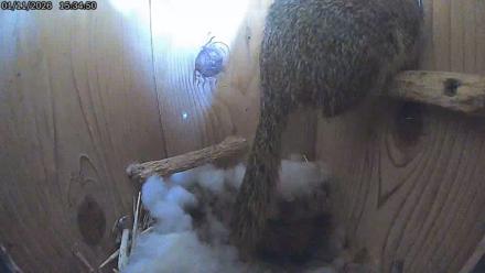 Eastern Screech Owl Live Cam - Jan 11, 2026, 3:37pm CST