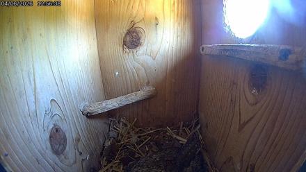 Eastern Screech Owl Live Cam - Apr 6, 2026, 12:57pm CDT