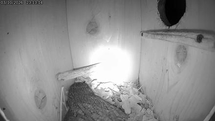 Eastern Screech Owl Live Cam - Mar 11, 2026, 5:54am CDT
