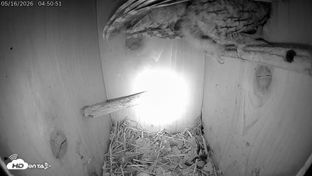 Eastern Screech Owl Live Cam - May 16, 2026, 4:53am CDT
