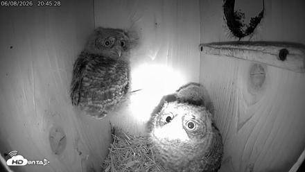 Eastern Screech Owl Live Cam - Jun 8, 2026, 11:39pm CDT