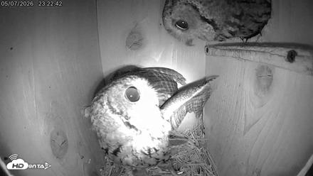 Eastern Screech Owl Live Cam - May 8, 2026, 4:35am CDT