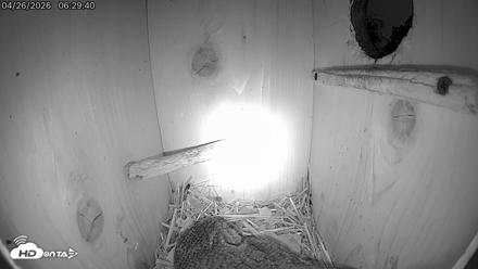 Eastern Screech Owl Live Cam - Apr 26, 2026, 6:30am CDT