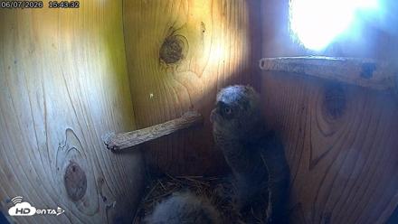 Eastern Screech Owl Live Cam - Jun 7, 2026, 3:46pm CDT