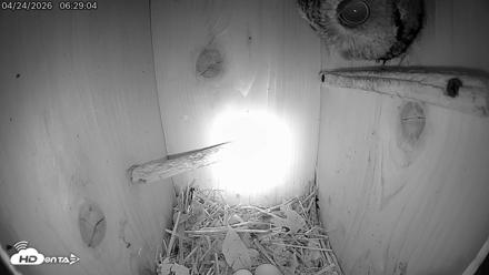 Eastern Screech Owl Live Cam - Apr 24, 2026, 11:35am CDT