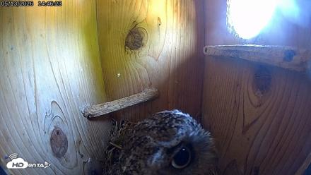 Eastern Screech Owl Live Cam - May 13, 2026, 2:47pm CDT