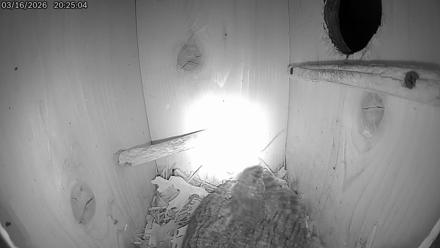 Eastern Screech Owl Live Cam - Mar 17, 2026, 5:06am CDT