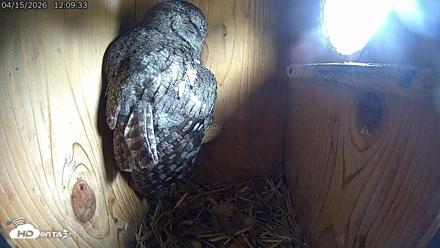 Eastern Screech Owl Live Cam - Apr 15, 2026, 1:48pm CDT