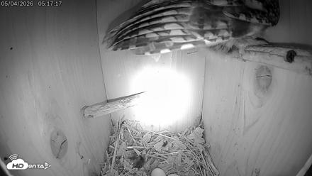 Eastern Screech Owl Live Cam - May 4, 2026, 3:04pm CDT