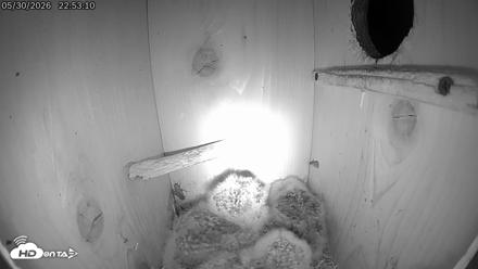 Eastern Screech Owl Live Cam - May 30, 2026, 11:26pm CDT
