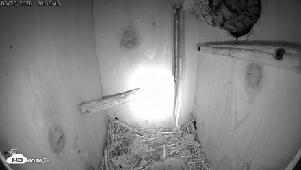 Eastern Screech Owl Live Cam - May 21, 2026, 6:42am CDT