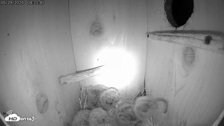 Eastern Screech Owl Live Cam - May 29, 2026, 5:11am CDT