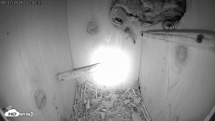 Eastern Screech Owl Live Cam - May 17, 2026, 11:13pm CDT