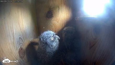 Eastern Screech Owl Live Cam - Jun 9, 2026, 3:01pm CDT