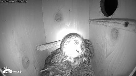 Eastern Screech Owl Live Cam - May 12, 2026, 8:59am CDT