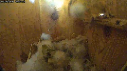 Eastern Screech Owl Live Cam - Jan 12, 2026, 8:25am CST