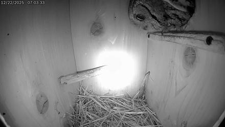Eastern Screech Owl Live Cam - Dec 22, 2025, 9:47am CST
