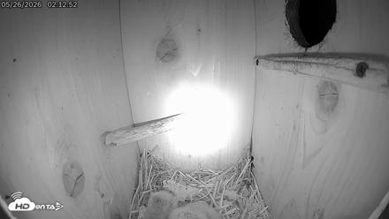 Eastern Screech Owl Live Cam - May 26, 2026, 3:49am CDT